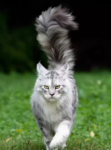 魅力无限的缅因猫