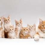 本地猫舍繁育纯种英短蓝猫 包子脸 可爱黏人包健康短毛猫