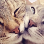 博美犬 乖巧小精灵纯种萌博美犬体检已做签订售后合同