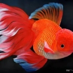 金鱼养护包缸包鱼→鱼缸鱼池清洗定制、水质检测、观赏鱼养护治疗