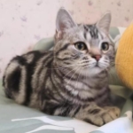 美短花纹非常均匀