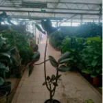 绿色生活，从园林绿化与绿植租摆开始