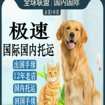 为您的爱宠打造安全舒适之旅