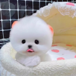 萌动您心的可爱伙伴