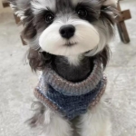 迷人可爱的雪纳瑞宠物伙伴