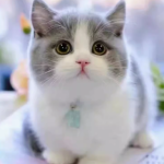 可爱猫咪等你来——萌宠乐园