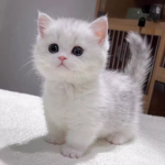 银渐层与金渐层幼猫等您来宠