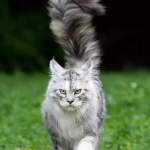 魅力无限的缅因猫