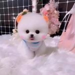 迷人的博美幼犬 陪伴与欢乐的源泉