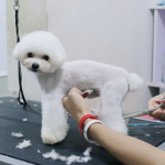 宠吖宠物工作室，您的宠物美容师成长摇篮