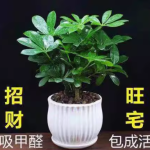 八方来财鸭脚木 室内的绿色宝藏