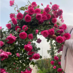 月季之美 四季绽放的花园瑰宝