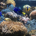 海洋伏季休渔，为渔业资源撑起保护伞