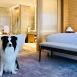 “携宠出游” 新趋势，打造人宠友好旅行体验