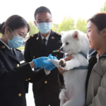 淄博海关助力宠物出境