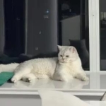 茗和茶叶·爱动物人士 带上门喂狗 遛狗，上门喂猫 清理猫砂