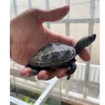 邯郸花鸟鱼虫·中华草龟外塘冷水龟