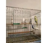 邯郸花鸟鱼虫·玄凤鹦鹉，虎皮鹦鹉，金彩鹦鹉