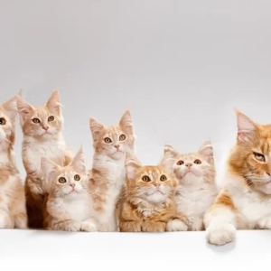 本地猫舍繁育纯种英短蓝猫 包子脸 可爱黏人包健康短毛猫