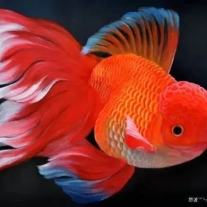 金鱼养护包缸包鱼→鱼缸鱼池清洗定制、水质检测、观赏鱼养护治疗