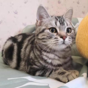 美短花纹非常均匀