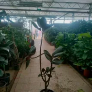 绿色生活，从园林绿化与绿植租摆开始