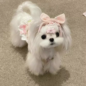 马尔济斯犬和西施犬幼犬的魅力诱惑