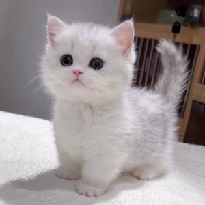 银渐层与金渐层幼猫等您来宠