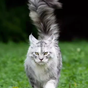 魅力无限的缅因猫