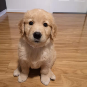 可爱金毛，温馨相伴