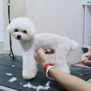 宠吖宠物工作室，您的宠物美容师成长摇篮