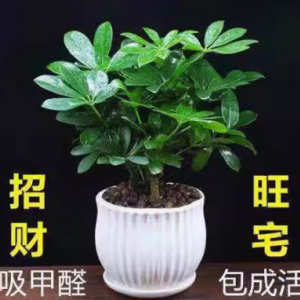 八方来财鸭脚木 室内的绿色宝藏