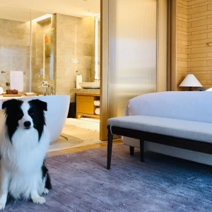 “携宠出游” 新趋势，打造人宠友好旅行体验