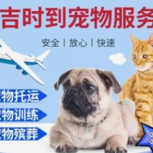 吉时到宠物服务·宠物托运、宠物训练、宠物殡葬等宠物服务