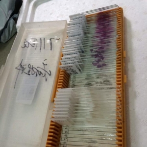 专业邮寄玻片病理切片蜡块染色片到美国MD安德森