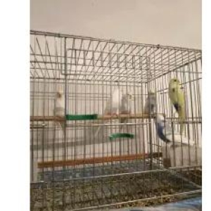 邯郸花鸟鱼虫·玄凤鹦鹉，虎皮鹦鹉，金彩鹦鹉